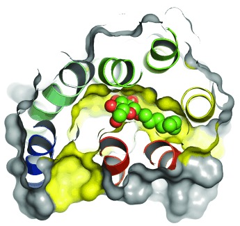 Opsin, a Structural Model for Olfactory Receptors?