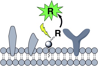 Lipid Pools As Photolabile “Protecting Groups”: Design of Light-Activatable Bioagents
