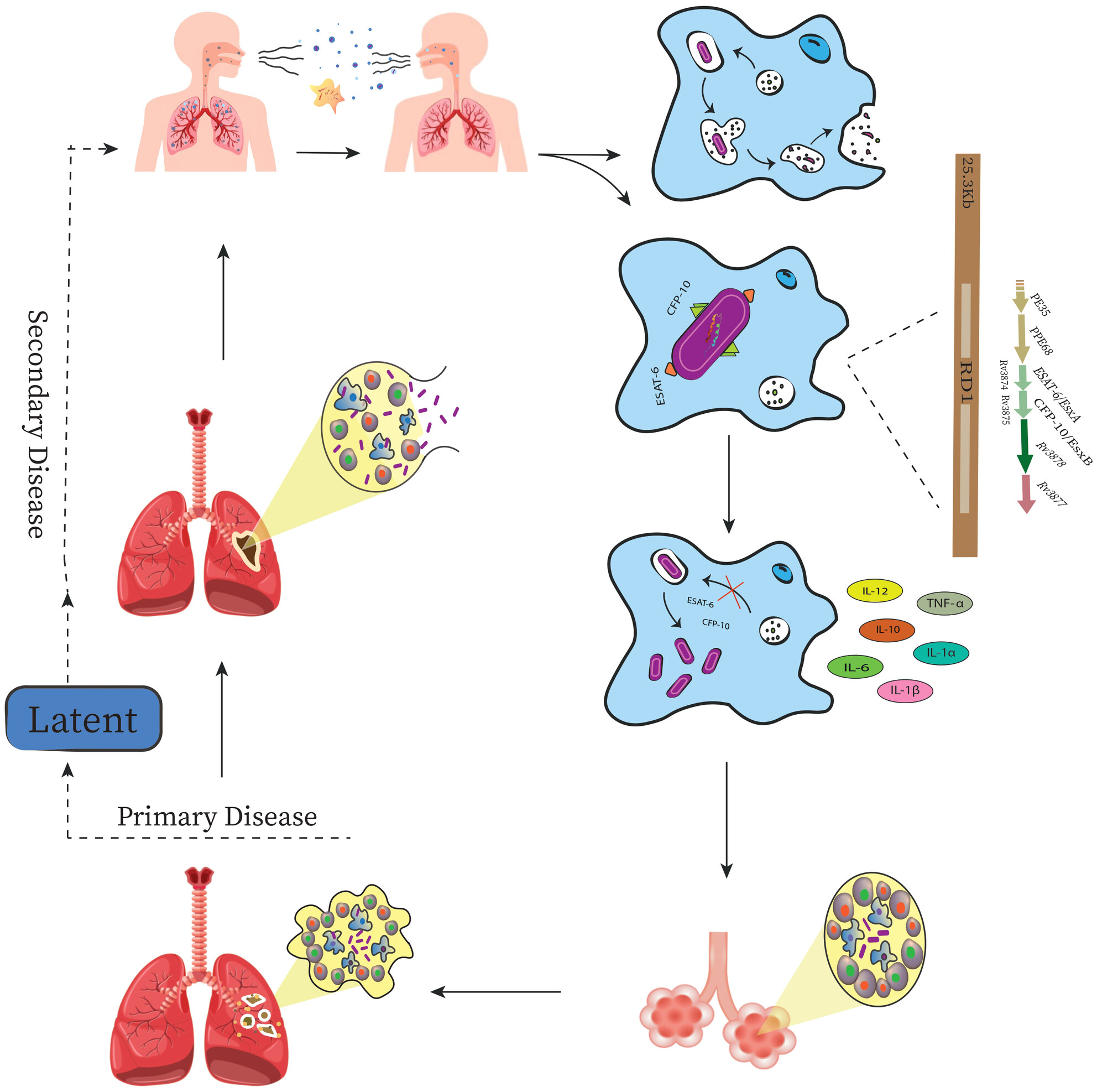 Mycobacterium tuberculosis: The Mechanism of Pathogenicity, Immune Responses, and Diagnostic Challenges