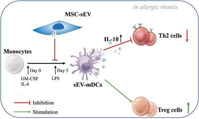 Mesenchymal stromal cells-derived small extracellular vesicles modulate DC function to suppress Th2 responses via IL-10 in patients with allergic rhinitis