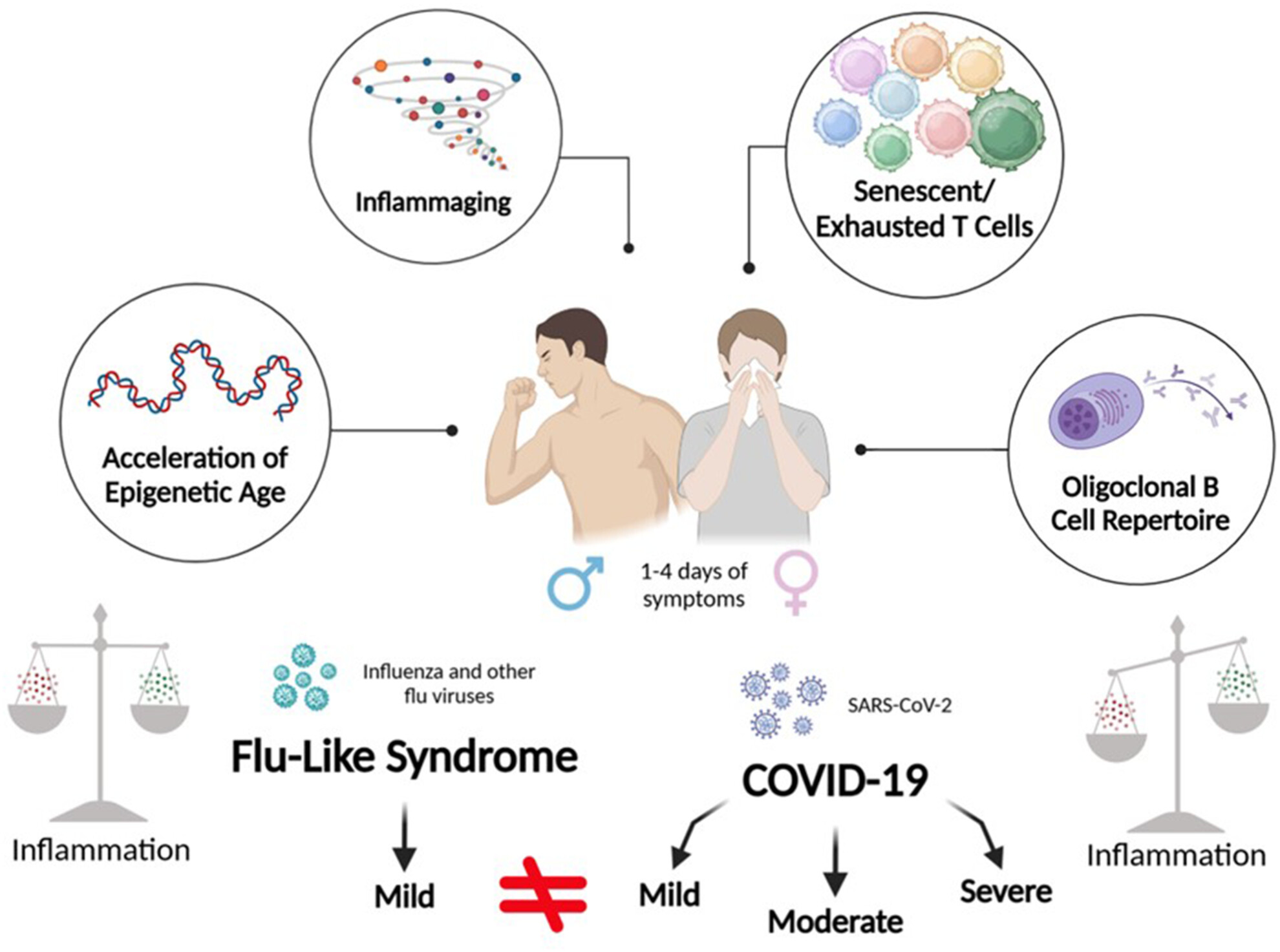 Immunosenescence Profile Is Associated With Increased Susceptibility to Severe COVID-19