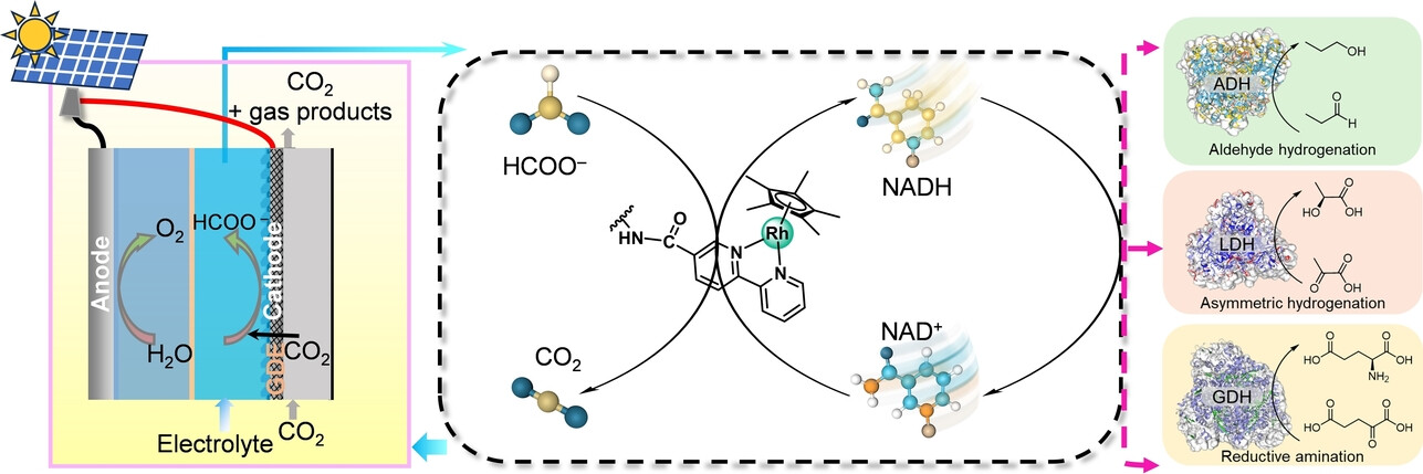 Formate-Mediated Electroenzymatic Synthesis via Biological Cofactor NADH
