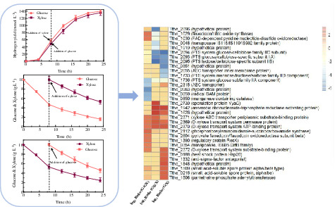 Unraveling hydrogen production potential by glucose and xylose co-fermentation of Thermoanaerobacterium thermosaccharolyticum W16 and its metabolisms through transcriptomic sequencing