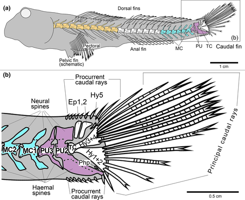 Details are in the caption following the image Details are in the caption following the image