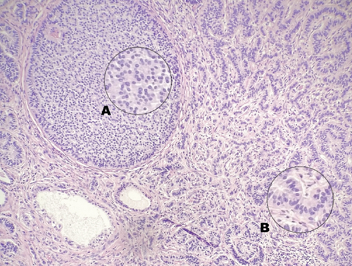 Details are in the caption following the image Details are in the caption following the image