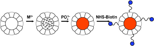 Apoferritin-Templated Synthesis of Metal Phosphate Nanoparticle Labels for Electrochemical Immunoassay