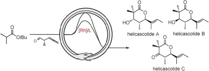 Stereodivergent and Protecting-Group-Free Synthesis of the Helicascolide Family: A Rhodium-Catalyzed Atom-Economical Lactonization Strategy