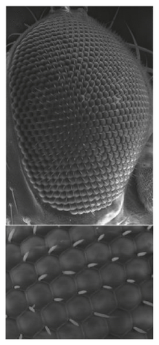 Details are in the caption following the image