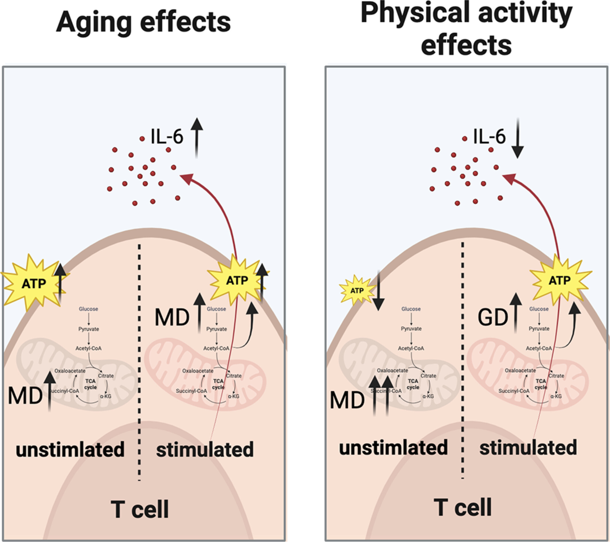 Physical Activity Modifies the Metabolic Profile of CD4+ and CD8+ T-Cell Subtypes at Rest and Upon Activation in Older Adults