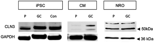 Details are in the caption following the image