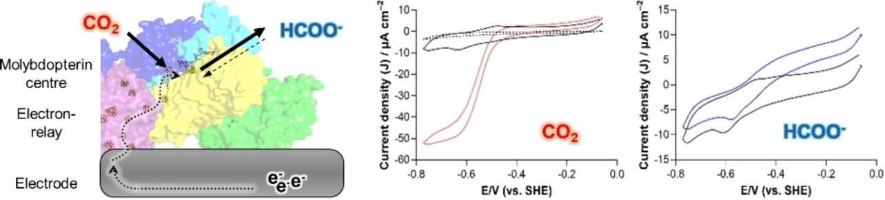 Bioelectrocatalytic CO2 Reduction by Mo-Dependent Formylmethanofuran Dehydrogenase