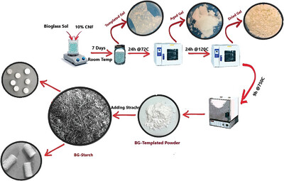 Effect of Starch Binders on the Properties of Bioglass Tablets for Bone Tissue Engineering Applications