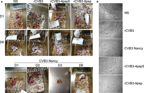 Details are in the caption following the image Details are in the caption following the image