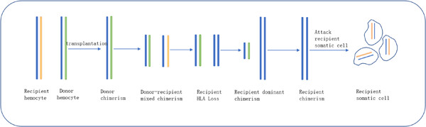Severe graft-versus-host disease post allogeneic hematopoietic stem cell transplantation due to loss of HLA heterozygosity in recipient lymphocytes after full graft rejection