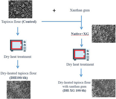 Effect of Dry Heat Treatment and Xanthan Gum on Microstructure and Physicochemical Properties of Native Tapioca Flour Issue ,