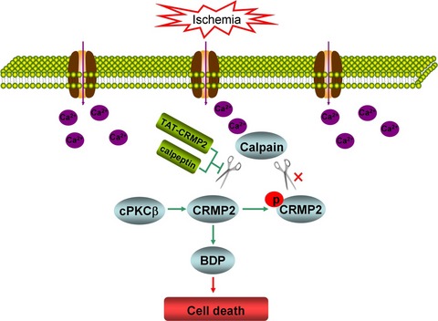 Conventional protein kinase Cβ-mediated phosphorylation inhibits collapsin response-mediated protein 2 proteolysis and alleviates ischemic injury in cultured cortical neurons and ischemic stroke-induced mice