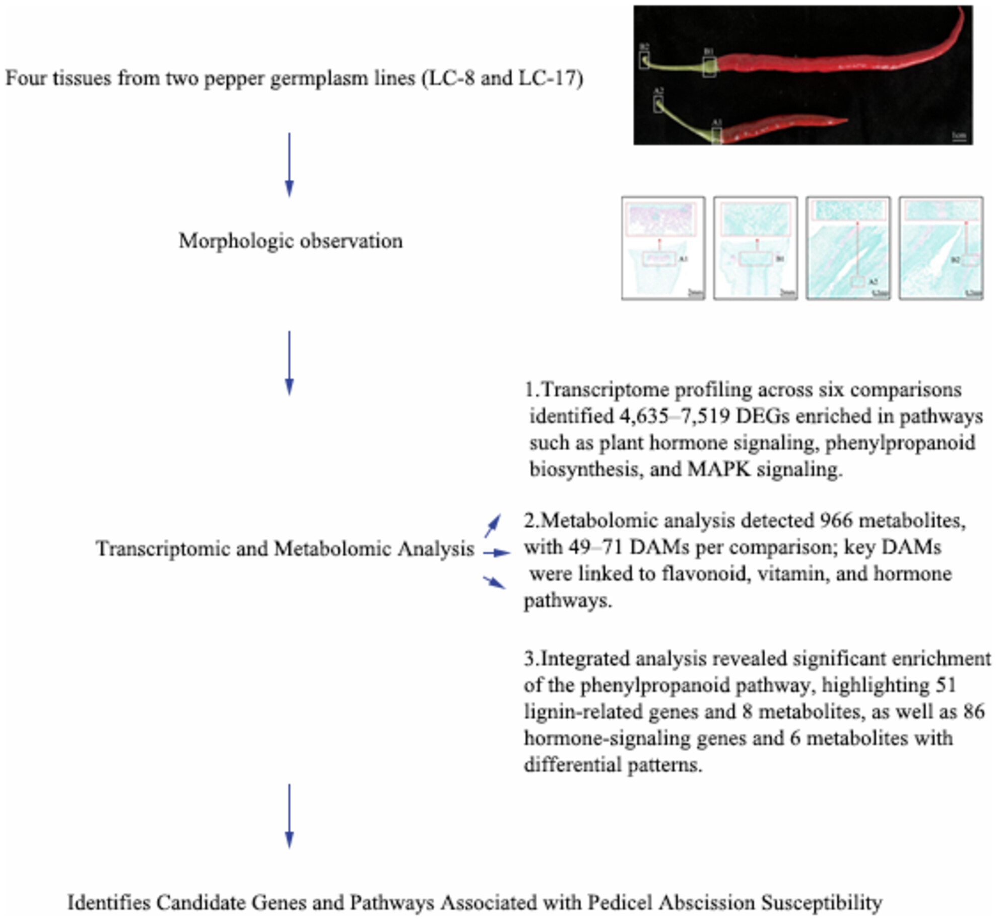 Integrated Transcriptomic and Metabolomic Profiling Identifies Candidate Genes and Pathways Associated With Pedicel Abscission Susceptibility in Capsicum annuum