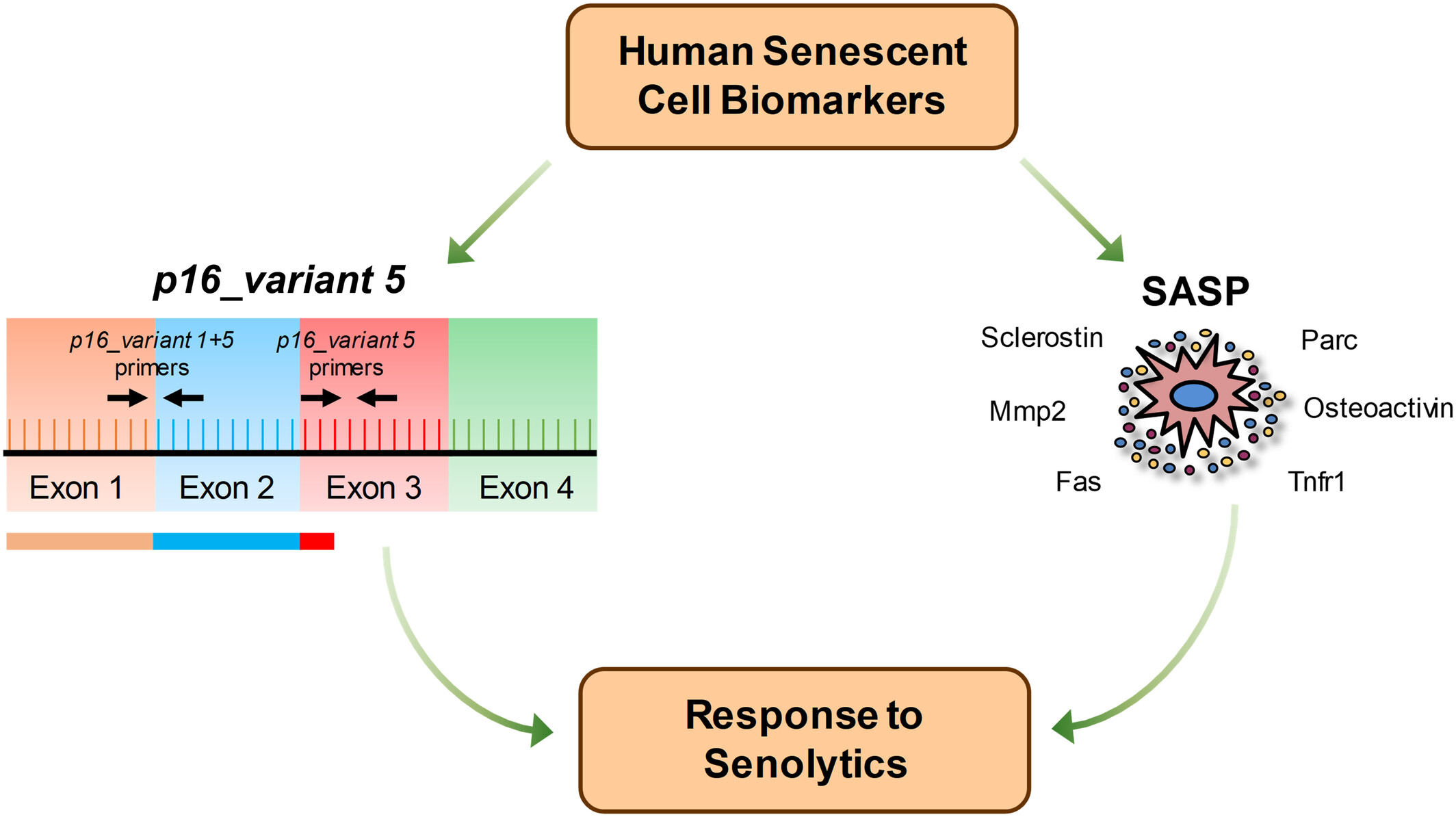 Characterization of Human Senescent Cell Biomarkers for Clinical Trials