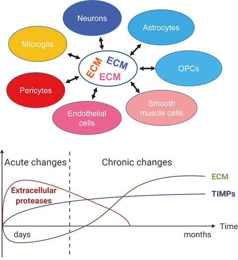 Interplay between perivascular and perineuronal extracellular matrix remodelling in neurological and psychiatric diseases