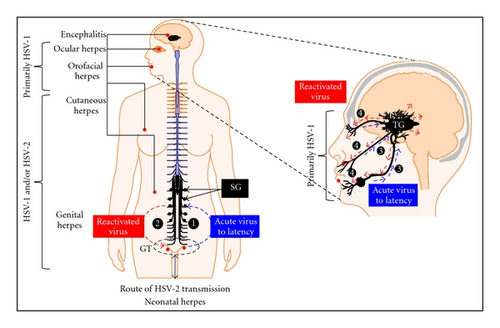 Details are in the caption following the image Details are in the caption following the image