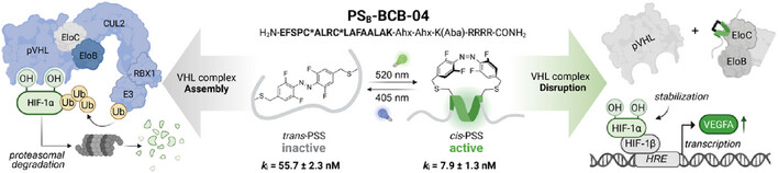 Conditional Stabilization of the Hypoxia-Inducible Factor HIF1α— Photoswitchable Stapled Peptides Prevent Elongin BC-Mediated Degradation