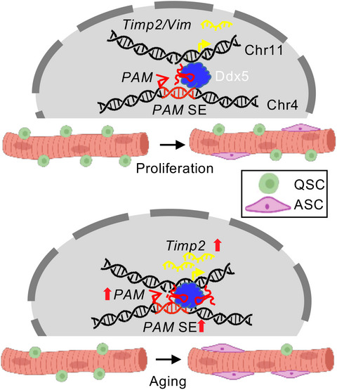 seRNA PAM controls skeletal muscle satellite cell proliferation and aging through trans regulation of Timp2 expression synergistically with Ddx5