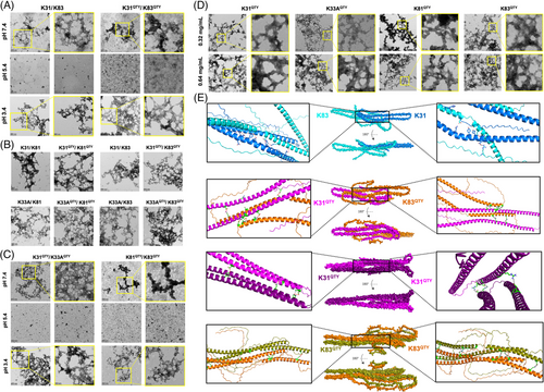 Details are in the caption following the image Details are in the caption following the image