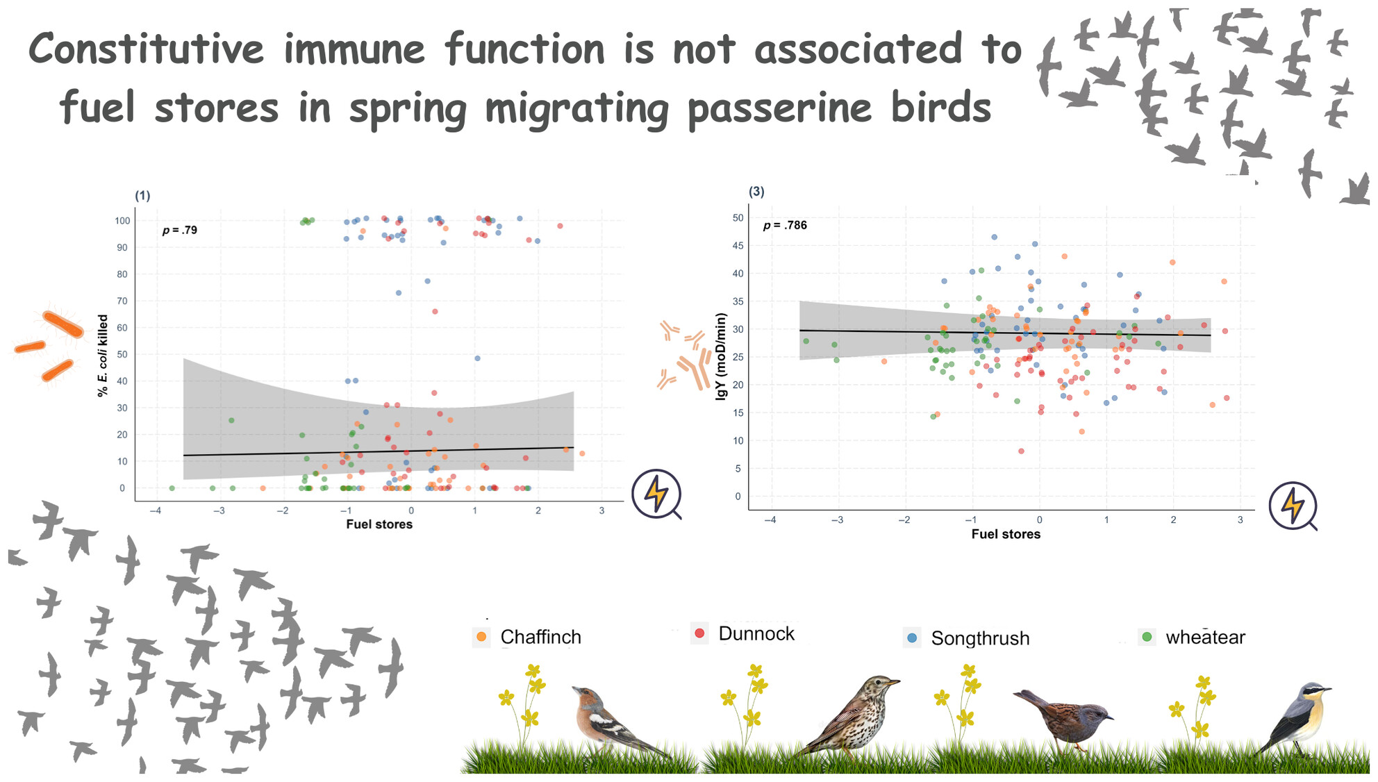Constitutive immune function is not associated with fuel stores in spring migrating passerine birds