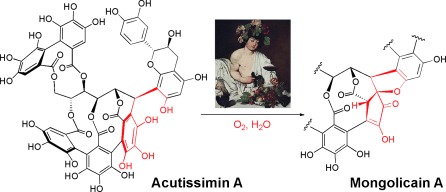 Remarkable Biomimetic Chemoselective Aerobic Oxidation of Flavano-Ellagitannins Found in Oak-Aged Wine