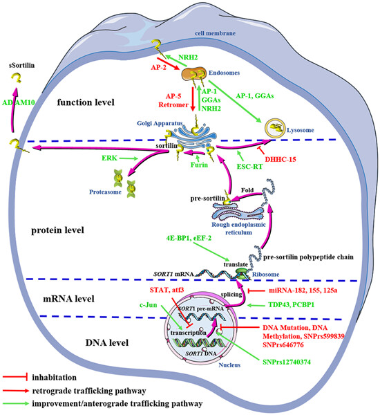 Mechanism underlying the regulation of sortilin expression and its trafficking function