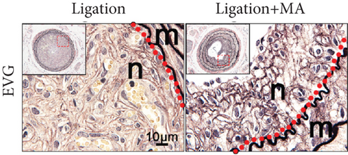 Details are in the caption following the image Details are in the caption following the image