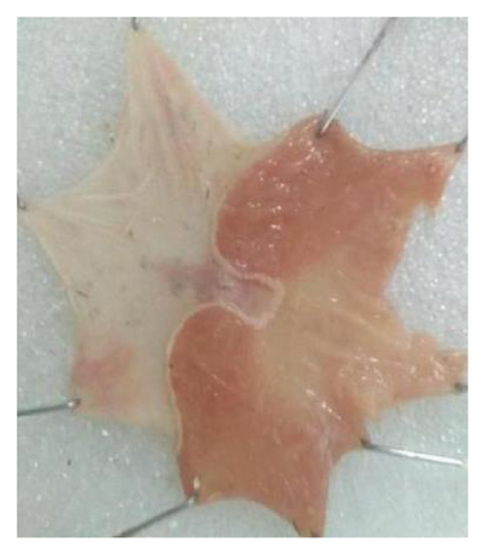 Details are in the caption following the image Details are in the caption following the image