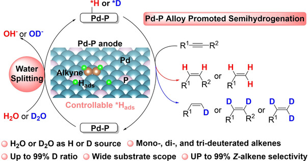 Selective Transfer Semihydrogenation of Alkynes with H2O (D2O) as the H (D) Source over a Pd-P Cathode