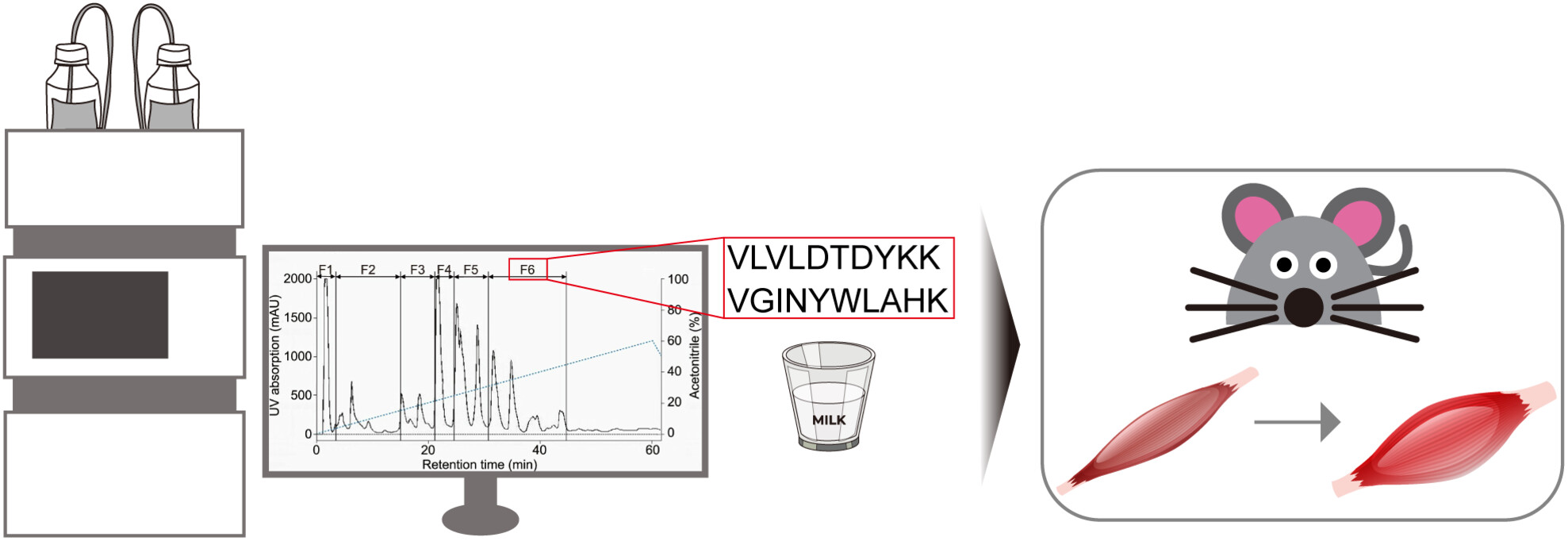 Whey protein-derived peptides improve blood profile and enhance muscular endurance in mice