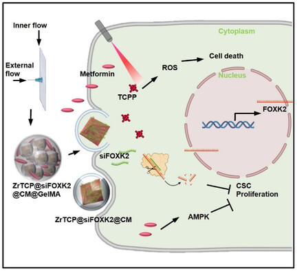 Exploiting the Warburg Effect: Co-Delivery of Metformin and FOXK2 siRNA for Ovarian Cancer Therapy