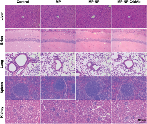 Details are in the caption following the image Details are in the caption following the image