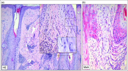 Details are in the caption following the image Details are in the caption following the image