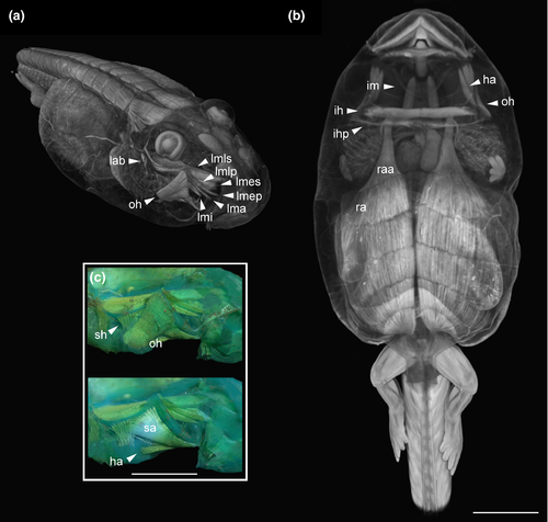 Details are in the caption following the image Details are in the caption following the image