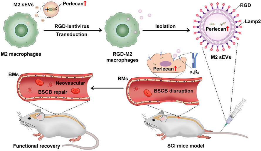 Engineered small extracellular vesicles for targeted delivery of perlecan to stabilise the blood–spinal cord barrier after spinal cord injury