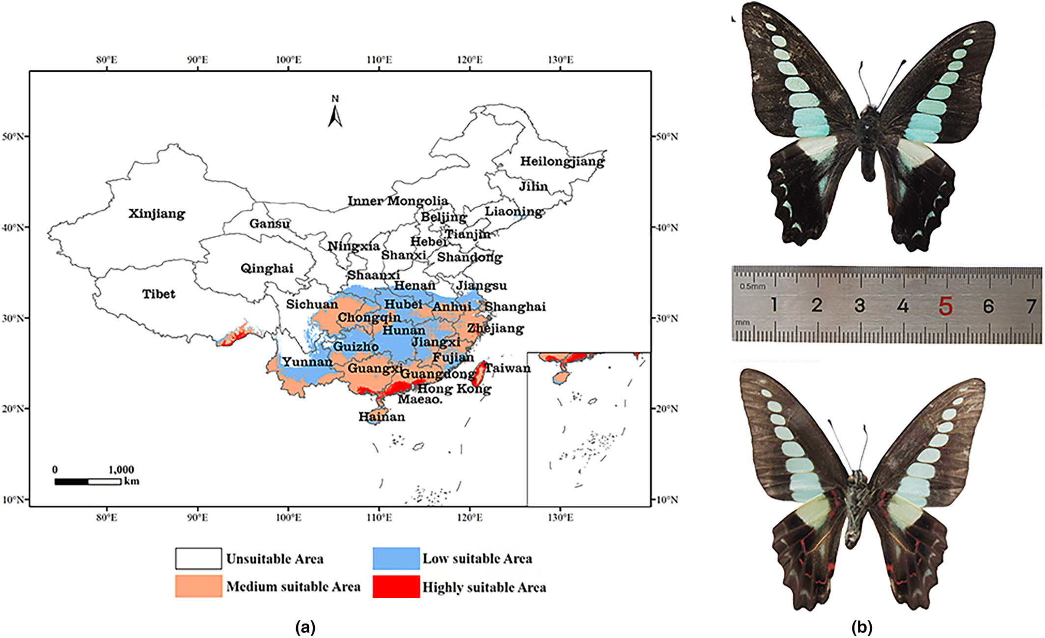 Potential impact of climatic factors on the distribution of Graphium sarpedon in China