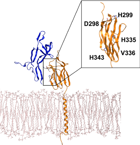Details are in the caption following the image Details are in the caption following the image