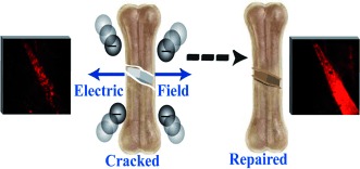 Bone-Crack Detection, Targeting, and Repair Using Ion Gradients