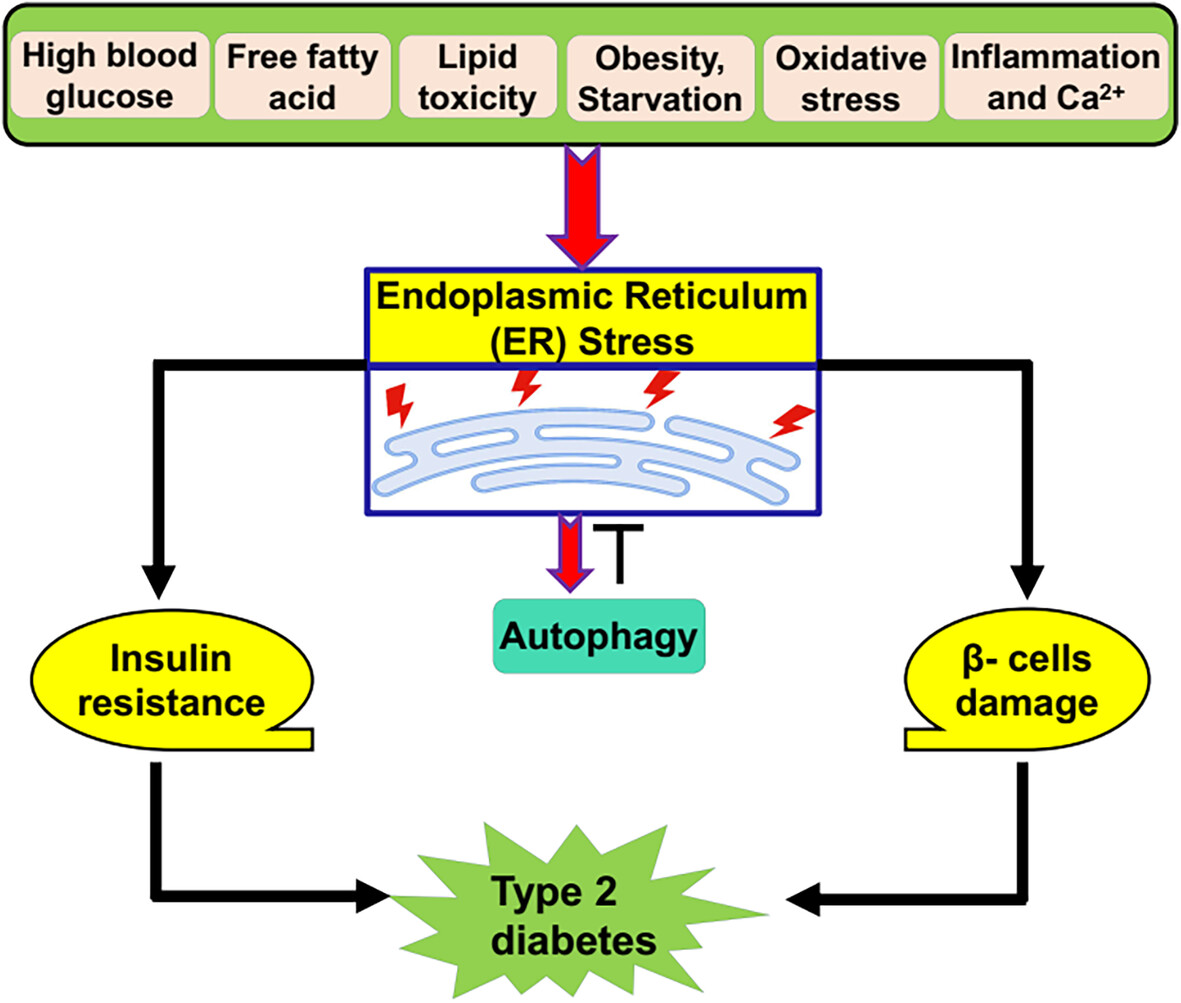 Autophagy modulators in type 2 diabetes: A new perspective