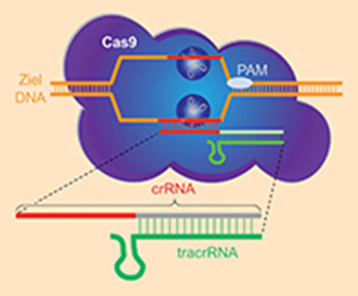 CRISPR-Cas