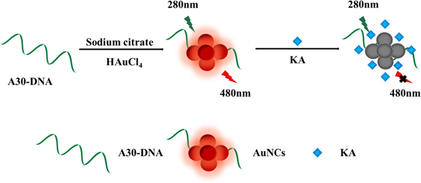 A rapid and label-free fluorescent sensor for kojic acid based on the inner filter effect