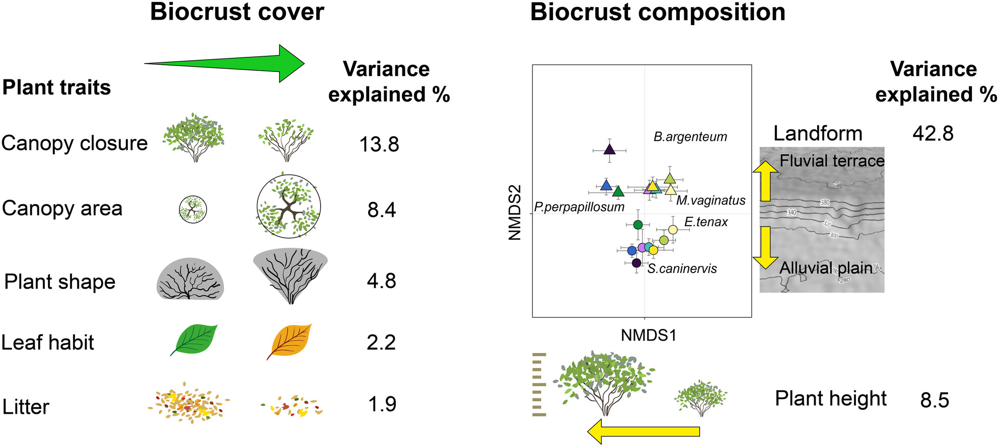 Vascular Plant Traits Shape Biocrust Community Structure in a Diverse Arid Shrubland