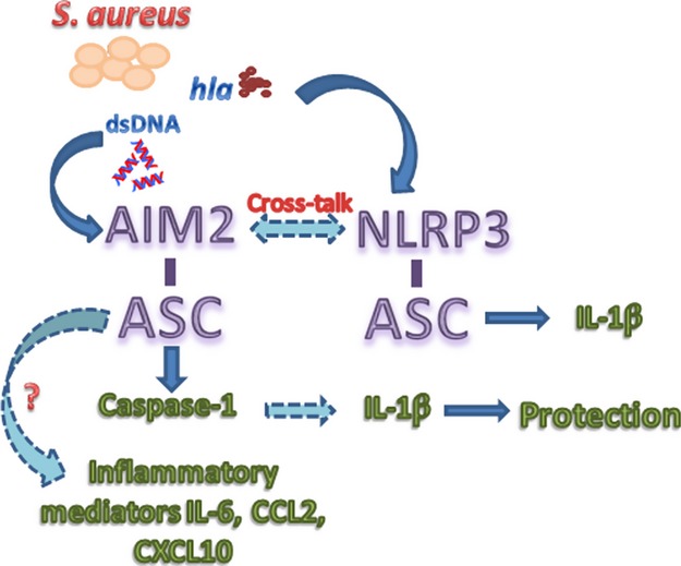 Critical role for the AIM2 inflammasome during acute CNS bacterial infection
