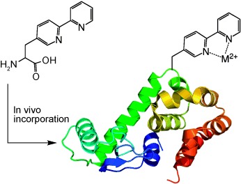 A Genetically Encoded Bidentate, Metal-Binding Amino Acid