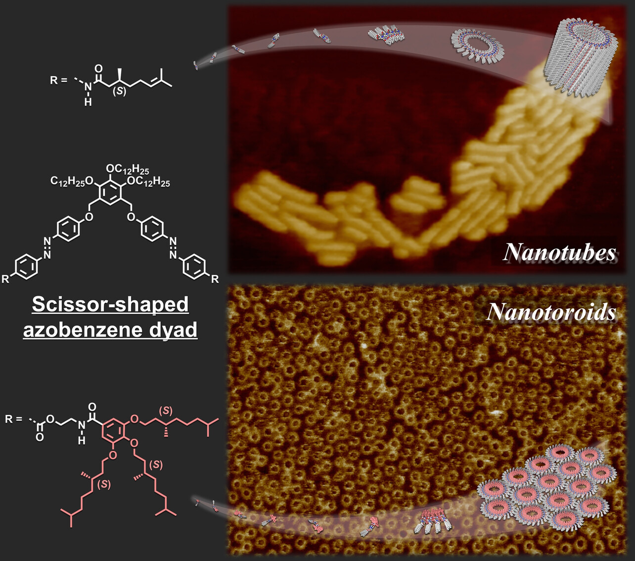 Biasing the Hierarchy Motifs of Nanotoroids: from 1D Nanotubes to 2D Porous Networks