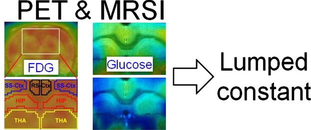 MRS glucose mapping and PET joining forces: re-evaluation of the lumped constant in the rat brain under isoflurane anaesthesia